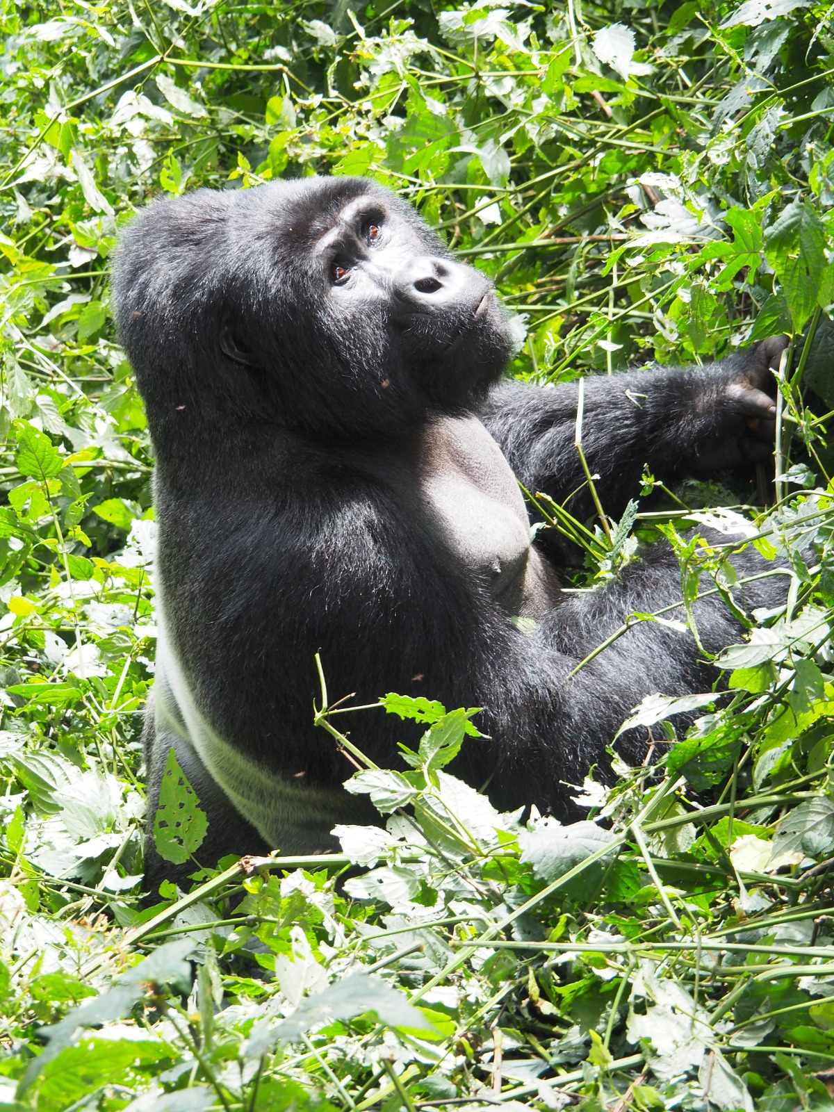 Mountain gorilla in forest light